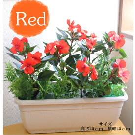 【ポイント3倍 1/9 20時〜】【個人様購入可能】● 【gls-91】 インパチェンス 置きタイプ 赤 送料無料 92918