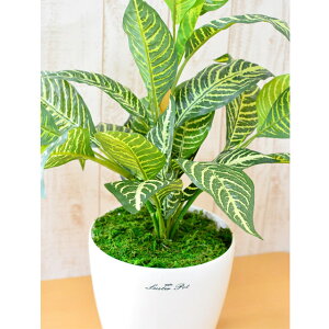 yV X[p[SALE 10%OFF yllw\z yleb-8183z CeAO[ [u UDDG}H  92953