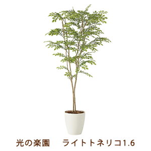 yllw\z̊y (2231K330-42) Cg glR 1.6  99466