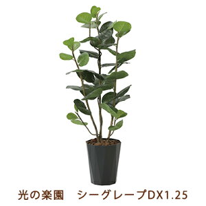 yllw\z̊y (2243A240-54) V[O[v DX 1.25  99473