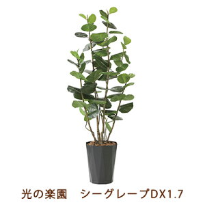 yllw\z̊y (2244A320-54) V[O[v DX 1.7  99474