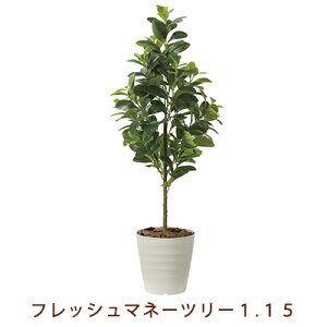 yllw\z̊y (2222A150-56) tbV }l[c[ 1.15  99480