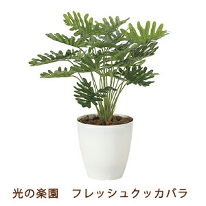 yllw\z̊y (2216A50-63) tbV NbJo  99496