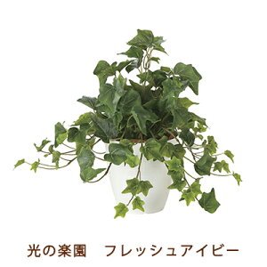 yllw\z̊y (2251A50-66) tbV ACr[  99500