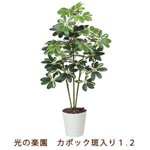 yllw\z̊y (371K165-55) J|bN  1.2  99549