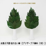 【ポイント3倍 4/4 20時から】 【個人様購入可能】●(郵送) 水換え不要 枯れない 榊 プリザーブド 榊 M（…