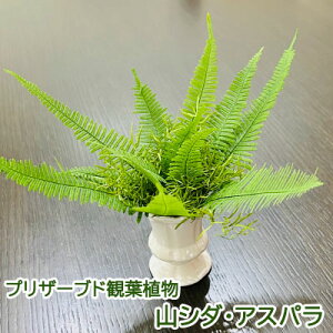 �y�|�C���g3�{ 1/9 20���`�z�y�l�l�w���\�z���v���U�[�u�h�ϗt�A�� �R�V�_�E�A�X�p�� A&K [HP-001] �������� 75809