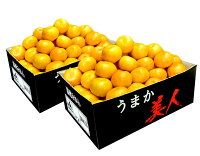 送料無料佐賀県産JAからつうまか美人約2.5kg×2箱2〜3Sサイズ