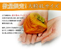 柿カキかき富山産あんぽ柿超大粒4Lサイズ6玉入630g化粧箱送料無料常温