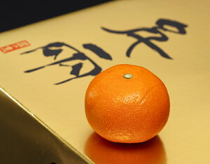 ̊ۂ݂ S[h痼@QY G S`LTCY 5kg ϔ ܍ 퉷 JAɂ@