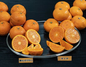 小玉 春みかんセット せとか 約2kg 愛媛県産 + 農6 （のうろく） 約2kg　香川県産 合計4kg　※常温　送料無料