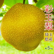 大玉 彩玉梨（さいぎょくなし） 埼玉県産 約5kg（5～12玉）産地箱 ※冷蔵　 送料無料