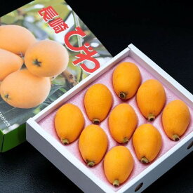 長崎びわ 長崎県産 L〜2L 約500g（9〜12玉） ハウス栽培 化粧箱 ※冷蔵 送料無料 びわ 枇杷