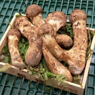 【カード又は代引限定】 国産 訳あり松茸 岩手・長野県他 約300g （目安：3〜14本） すだち付 ※冷蔵 送…