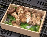 【カード又は代引限定】国産「訳あり松茸」 岩手・長野県他 約200g （目安：2〜10本）すだち付 ※冷蔵 送…
