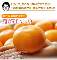≪送料無料≫和歌山・愛媛県産「訳ありせとか」サイズ不指定約2kg☆