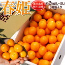 春姫 金柑 鹿児島産 L〜2L 約2kg JA南さつま 化粧箱 ※常温 はるひめ 送料無料