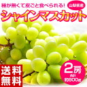 ≪送料無料≫山梨県産　シャインマスカット　2房セット（合計　約800g） frt ○ ランキングお取り寄せ