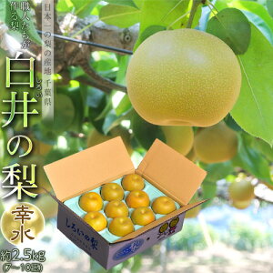 『しろいの梨(幸水)』千葉県白井市産 1箱 約2.5kg 7〜10玉 ※冷蔵 送料無料