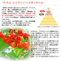 《送料無料》山形県産「さくらんぼ佐藤錦」特秀品Lサイズ以上約700g(350g×2)山形直送frt○