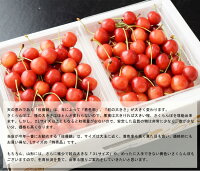 《送料無料》山形県産「さくらんぼ佐藤錦」特秀品Lサイズ以上約700g(350g×2)山形直送frt○