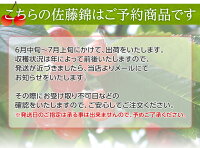 《送料無料》山形県産「さくらんぼ佐藤錦」特秀品Lサイズ以上約700g(350g×2)山形直送frt○