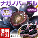 《送料無料》長野県産ぶどう「ナガノパープル」　4房（合計　約1.6kg）　※常温又は冷蔵　frt ○ ランキングお取り寄せ
