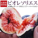 黒いちじく ビオレソリエス 佐賀県産 約300g×2パック (計約600g) 簡易箱 JAからつ ※冷蔵 送料無料 いちじく イチジ…