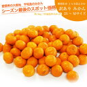 送料無料 愛媛県産 訳ありみかん 2S〜Mサイズ 約5kg
