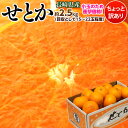 せとか 柑橘 みかん ミカン 蜜柑 長崎産 せとか バラ詰 約2.5kg(目安として15〜22玉) 送料無料