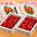 3月31日までの早期割引 さくらんぼ 佐藤錦 送料無料 山形産 Mサイズ 約1.2kg(600g×2箱) 上物の秀品 山形直送 ※6月中旬〜7月上旬お届け サク...