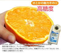 せとか訳ありみかん和歌山・愛媛県産サイズ不指定約2kgミカン蜜柑フルーツ果物ご自宅用送料無料frt○