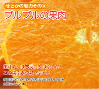 せとか訳ありみかん和歌山・愛媛県産サイズ不指定約2kgミカン蜜柑フルーツ果物ご自宅用送料無料frt○