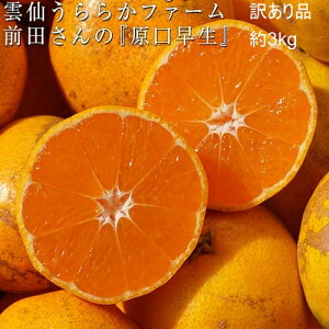 y󂠂izOcWC ݂ 3kg (ol߁E3S`M) 茧Y _傤炩t@[ 퉷 