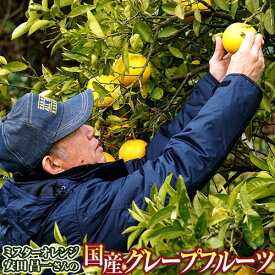 安田昌一さん の 完熟グレープフルーツ ホワイト種 熊本県産 約3kg（6～10玉） 化粧箱 ※常温 送料無料