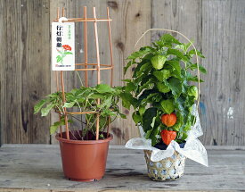 『ほおずき＋日本朝顔』 茨城三和園芸もしくは東京三沢園 ※常温 送料無料