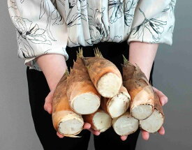たけのこ 鹿児島県産ほか 約2kg (目安：2〜8本入) ※冷蔵 筍 糠付き 大〜中サイズ 送料無料