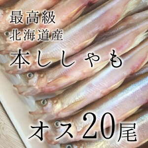 Ε Mtg ō { TCY kC IX 20Izn hV̓ ̓ Mtg p  Ε 䒆 {VVy{VV20z Ⓚ