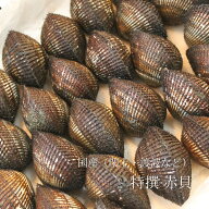 活 特選赤貝 国産（石巻渡波・閖上・岸和田・山口 他） 計500g 豊洲直送 本玉 アカガイ 【国産赤貝500g】…