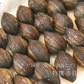 活 特選赤貝 国産（石巻渡波・閖上・岸和田・山口 他） 計500g 豊洲直送 本玉 アカガイ 【国産赤貝500g】 冷蔵