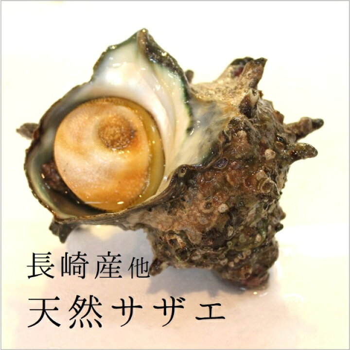 楽天市場 天然活サザエ 中サイズ さざえ バーベキュー 100g 約1kg 10 11個 豊洲直送 長崎 他 q Sazae 100gサザエ１００ｇｘ１ｋ 冷蔵 Okawari 楽天市場店