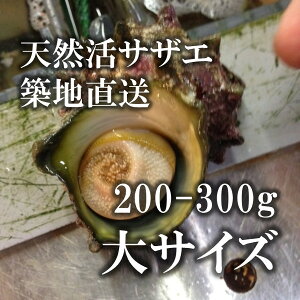 天然活サザエ 大サイズ さざえ バーベキュー 200-300g 約1kg(4-5個)(豊洲直送)長崎 他 BBQ【sazae-200-300gサザエ200−300gx1K】 冷蔵