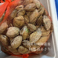 有明畜養 活あさり アサリ 殻付き 1kg 冷蔵 加熱用 身入り重視 中国産 有明畜養