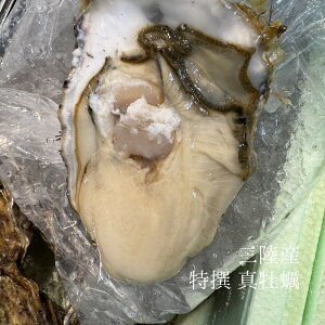 �^���y �k�t�����y ���H�p�J�L �O���Y ��/��T�C�Y 5��/10�� �L�F���� �����y�O�����y�z �①