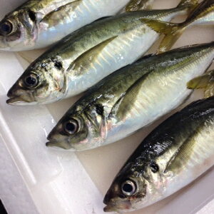 高級釣り鯵 アジ あじ 200-250gx2尾(計400g-500g) 大サイズ 豊洲直送 鹿児島・長崎・大分等 鮮魚【アジ200-250gx2尾】 冷蔵