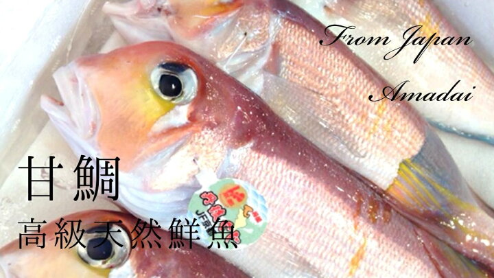 アマダイ1kg 漁師直送 甘鯛 あまだい 高級魚 秋田県産 由利本荘市産 P 発送可能期間