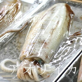 アオリイカ 約1キロ 神奈川 他 豊洲直送 鮮魚【アオリイカ1K】 冷蔵