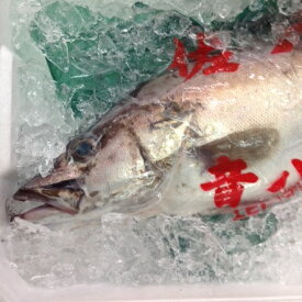 アラ 超高級魚 幻の魚 新潟他 約2-3キロ 食通の魚 極上の刺身【アラ2-3K】 冷蔵