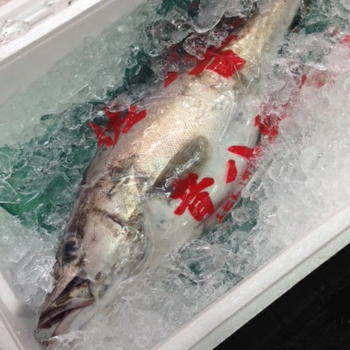楽天市場 アラ 超高級魚 幻の魚 新潟他 約２ ３キロ 食通の魚 極上の刺身 アラ2 3k 冷蔵 Okawari 楽天市場店