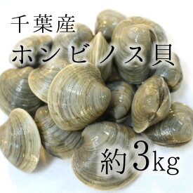 楽天市場 ホンビノス貝の通販